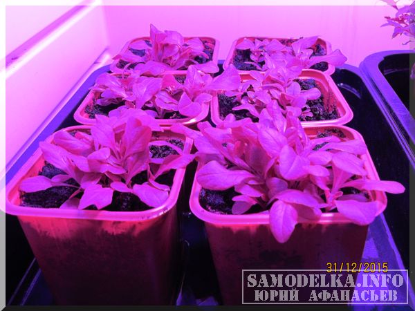 фото салатов выращенных в самодельном гроубоксе